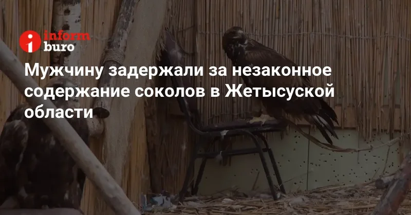 Мужчину задержали за незаконное содержание соколов в Жетысуской области