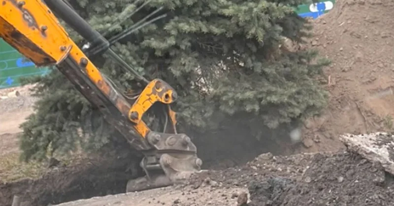 Алматинцы забили тревогу из за елей возле Зеленого базара: в акимате отреагировали на жалобы