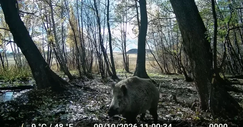 Мұнда кім жыртқыш? Қазақстанда қабанның қасқырларды қуған сәті видеоға түсіп қалды