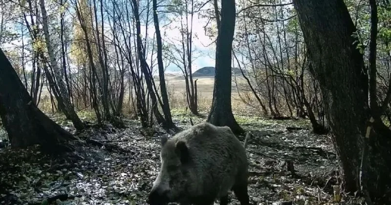 Обычно все наоборот : погоня кабана за волками попала на видео в Казахстане