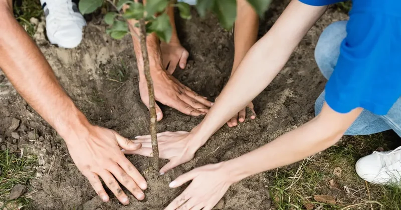 В Минэкологии обеспокоены пустой тратой денег на саженцы, которые не приживаются