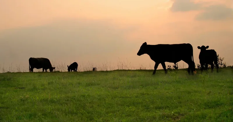 Сотрудников ветслужбы осудили за хищение субсидий на несуществующий скот в Туркестанской области
