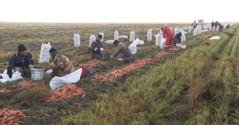 Атырау облысында ауыл тұрғындары күзгі терімге жұмылды