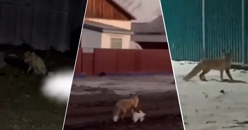 СҚО да түлкілер ауылдарға кіріп, үй жануарлары мен құстарды талай бастады