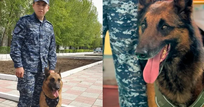 Павлодар облысында қызметтік иттердің көмегімен 150 ден астам қылмыс ашылды