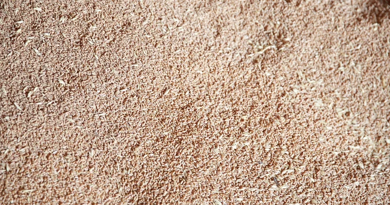 Первую партию казахстанской пшеницы доставили в Армению