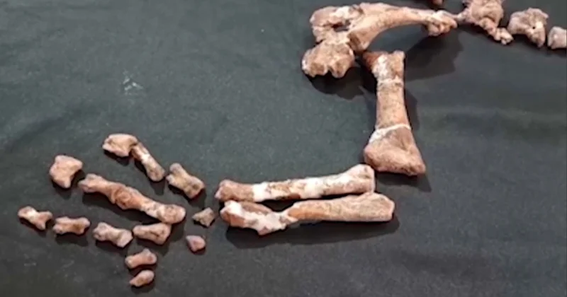 Аргентинада 230 млн жыл бұрынғы динозаврдың сүйегі табылды