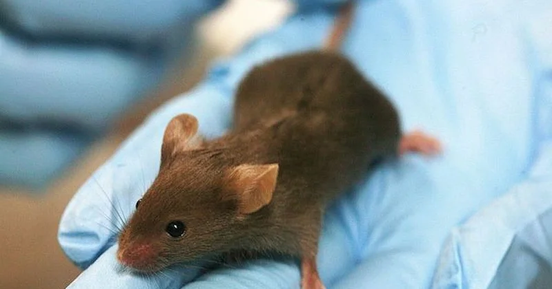 Атырау облысында мектептер мен балабақшалар кеміргіштердің көбеюіне байланысты жабылды