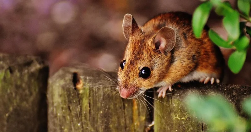 Увеличилась численность грызунов : школы и детские сады закрыли в Атырауской области