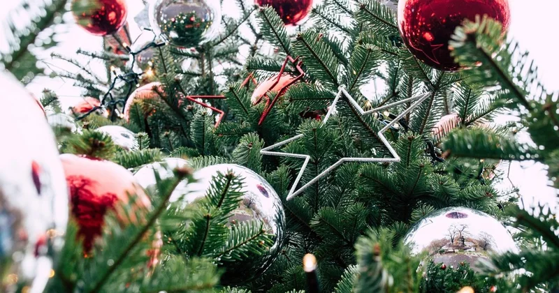С помощью Виагры продлевают жизнь рождественским елкам в Германии