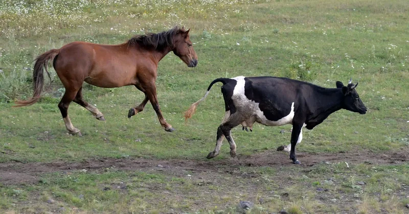 Биыл шалғай жайылымдарда 200 шаруашылық құрылады