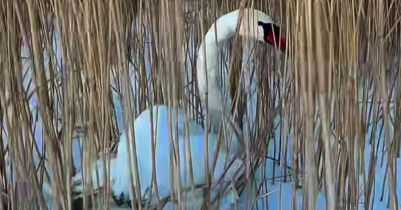 Раненого белого лебедя нашли на Алаколе