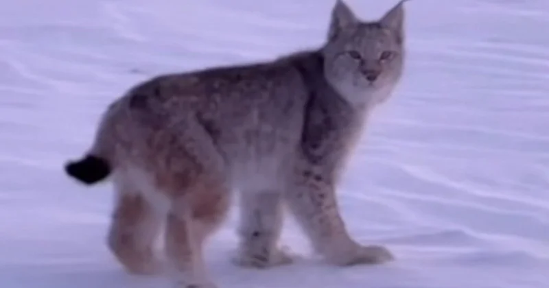 Семей орманында сирек кездесетін сілеусін көзге түсті