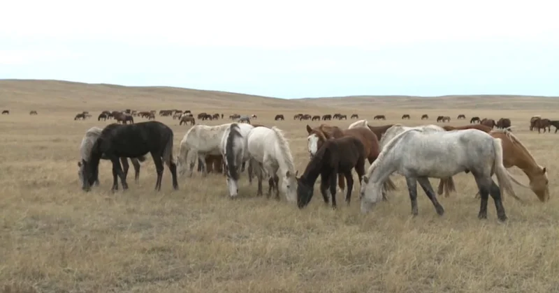 Жайылымның жайы қалай?