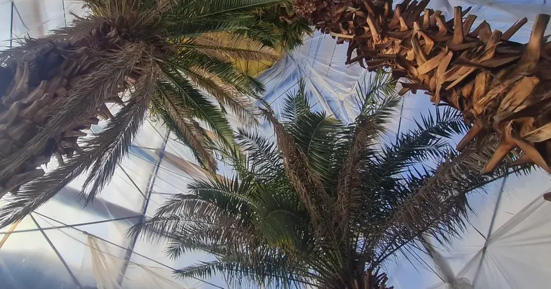 Пальмы под плёнкой. Как оранжерея Ботанического сада Алматы четвёртую зиму выживает в режиме ЧС