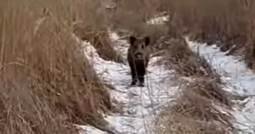 Ақжайық ​ резерватында жабайы қабан камераға түсіп қалды