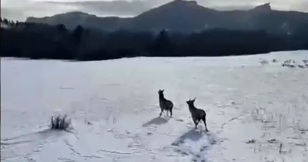 Из вольеров в леса: в Каркаралинском нацпарке выпустили четырех маралов