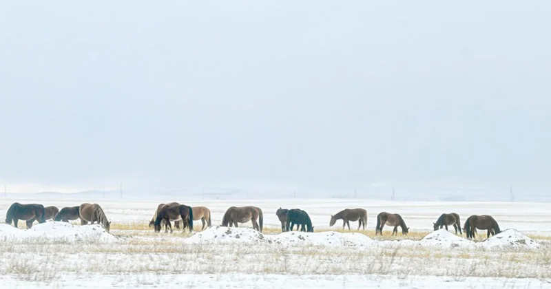 Мал өсірудің машақаты