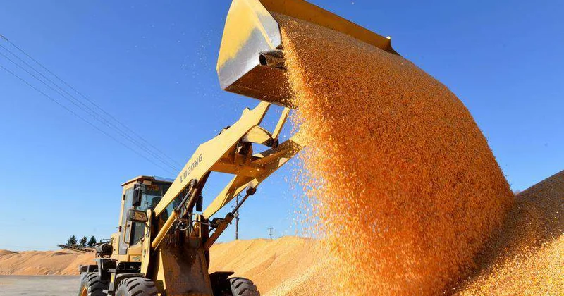 Китай собрал рекордный урожай зерна