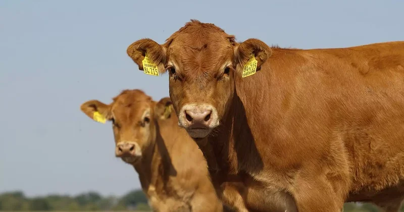 Түркістан облысында 600 ден астам мал құжатсыз тасымалданған