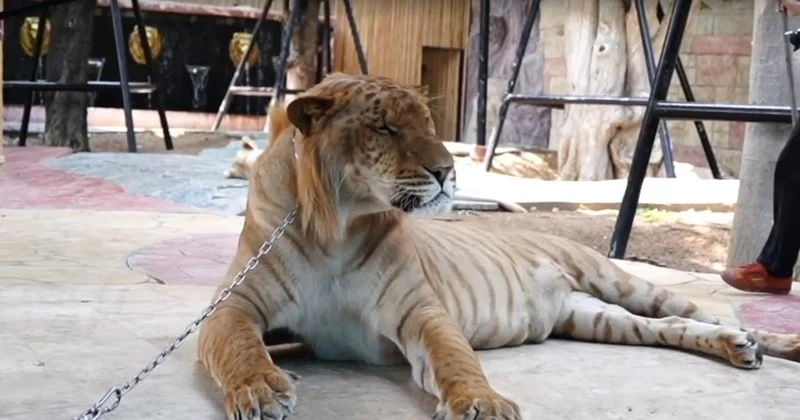72 жолбарыстың өлімі: Таиланд мысық вирусының өршуін тоқтатуға шұғыл кірісті