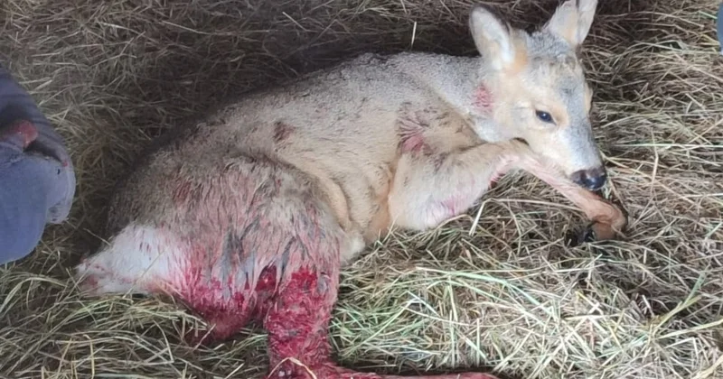 Павлодарда жараланған елік құтқарылды