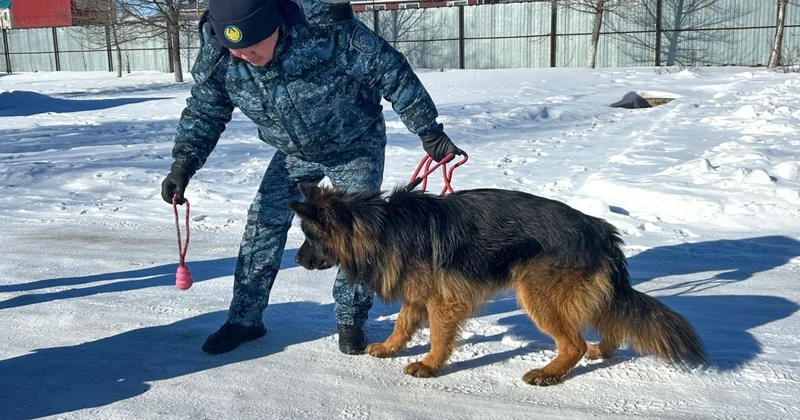 Ит пен кинологтің мінезі бір біріне ұқсамауы тиіс Махамбет Абдуалиев