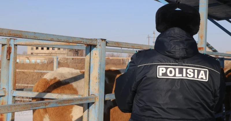 Более 600 голов провозили без документов в Туркестанской области