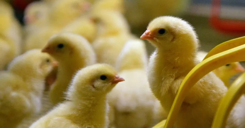 Қызылорда облысында 5,2 млрд теңгеге құс фабрикасы салынады