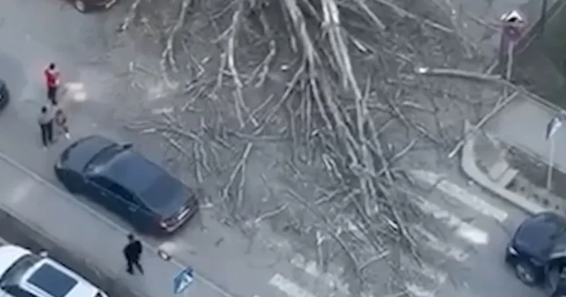 В Алматы на перекрестке рухнуло огромное дерево