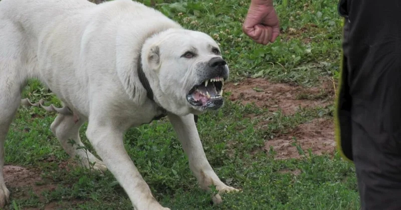Алабай разорвал руки курьеру в Павлодарской области