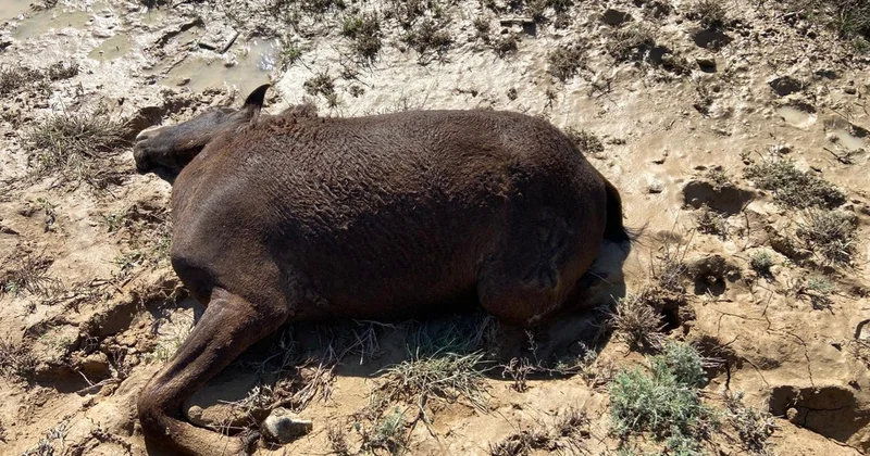 Маңғыстауда нөсер салдарынан қырылған жылқылардың саны есептеліп жатыр