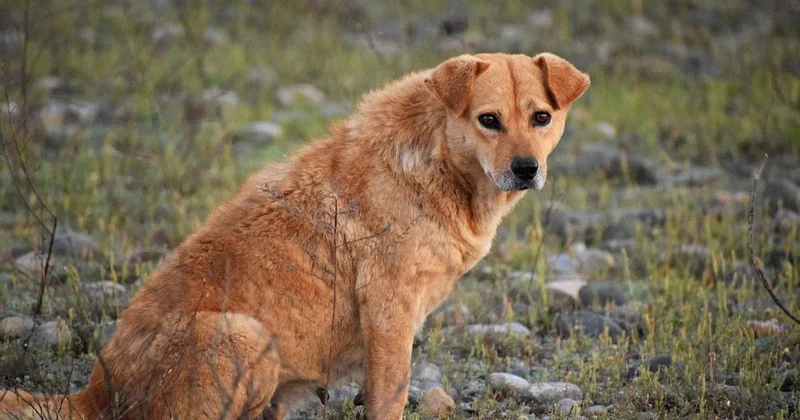 Алматыда мыңнан астам тұрғын жануарлардан зардап шеккен