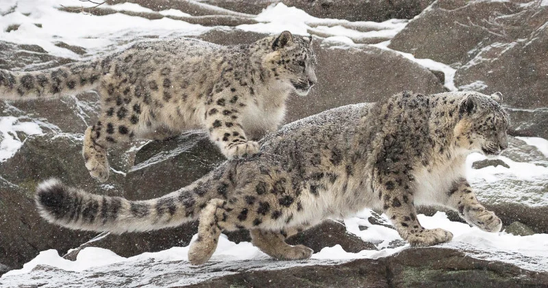 Барыстар, жолбарыстар және миллиардтаған ағаштар: Президент Қазақстанның табысты тәжірибесін бөлісті