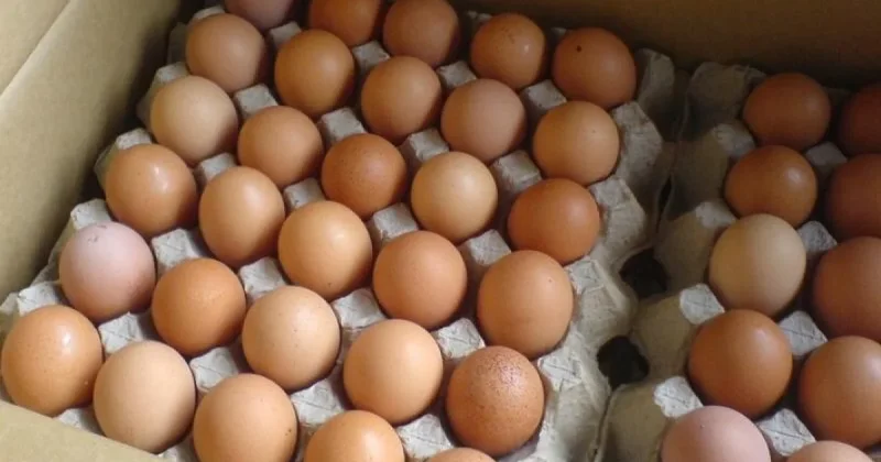 Қазақстанға шетелден жұмыртқа әкелуге уақытша тыйым салынды