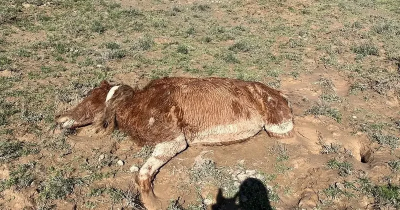 Компенсацию за погибший от стихии скот требуют фермеры Мангистау