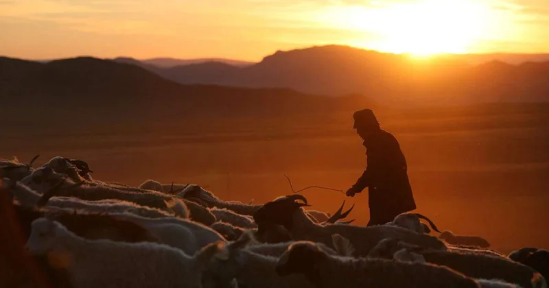 46 млн теңгенің малы ұрланды: Жетісуда бақташы күдікке ілінді