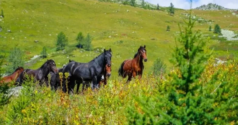 Президент биоалуантүрлілікті сақтау шараларының нәтижесін атады