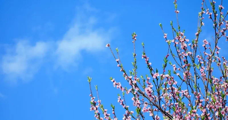 30 градусная жара придёт в некоторые регионы Казахстана