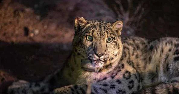 Президент поделился опытом Казахстана по сохранению биоразнообразия