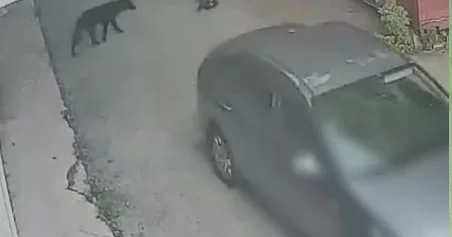 Қарағандыда жүргізуші көлігімен күшіктерді басып кеткен