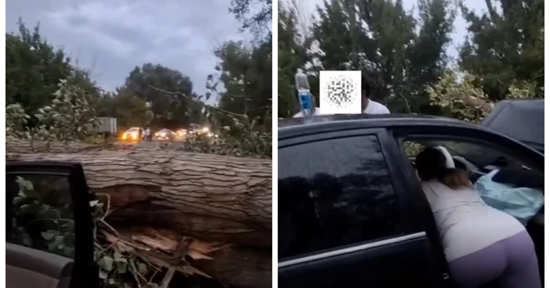 Талдықорған Текелі тас жолында үлкен ағаш жеңіл автокөліктің үстіне құлады