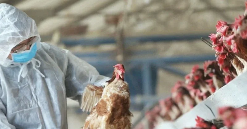 Германияның солтүстігінде құс тұмауы өршіп барады