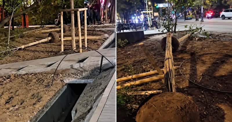 В Алматы деревья сначала посадили, а потом выкопали что пошло не так