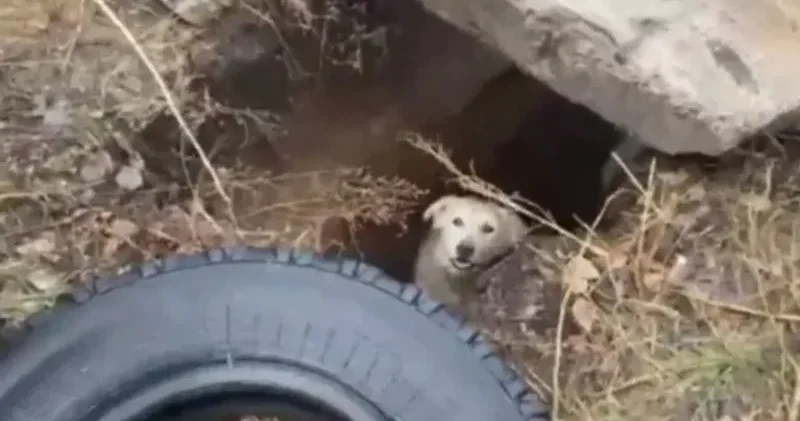 Қарағанды облысында құтқарушылар терең шұңқырға түсіп кеткен итті құтқарды