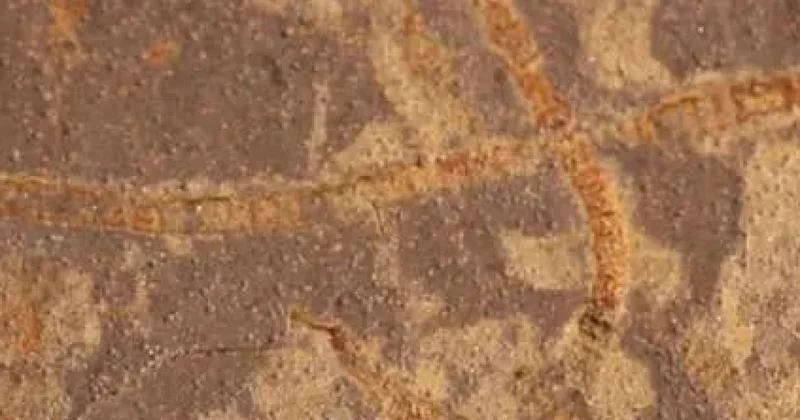 Ежелгі тіршілік белгісін тапты