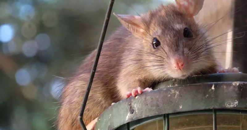 Балабақша жабылып, мектеп қашықтан оқуға көшті: Атырау облысындағы ауылда тышқан қаптады