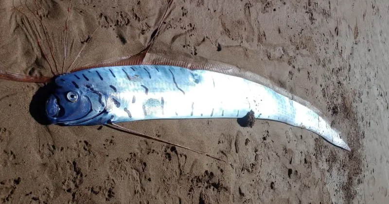 Гигантскую рыбу Судного дня выбросило на берег в Австралии