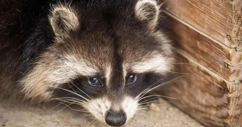 Еноты могут стать следующими домашними питомцами американцев