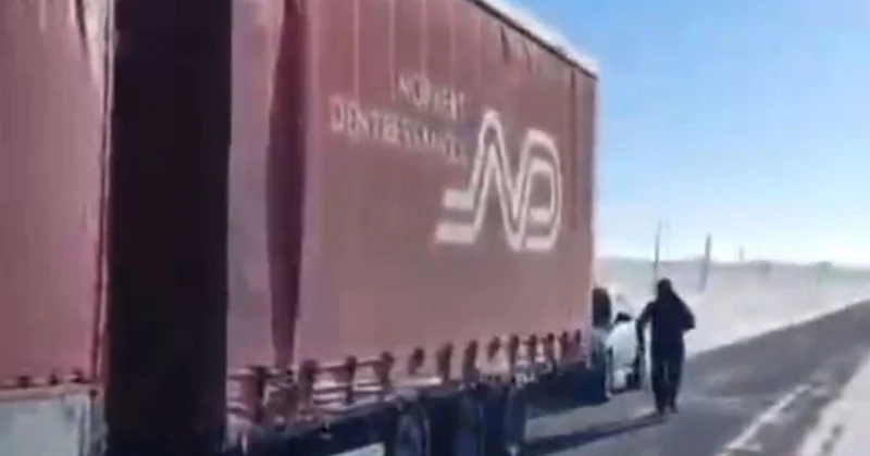 Почти полсотни лошадей едва не замерзли в застрявшем грузовике по пути в Астану